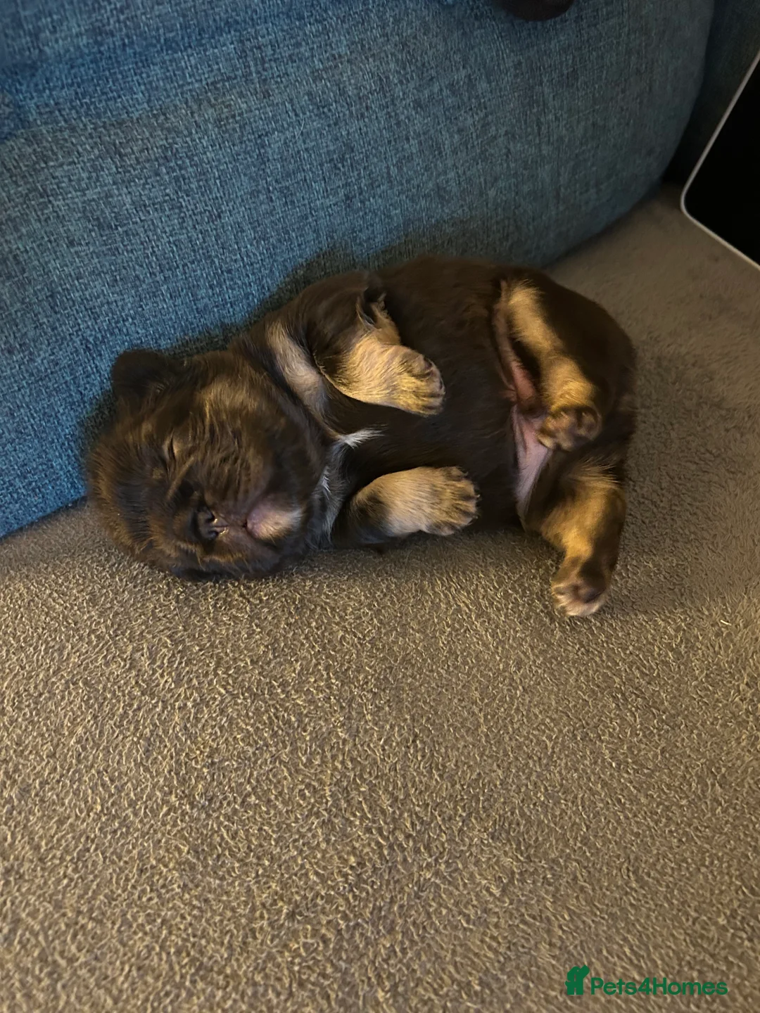French Bulldog dogs for sale: Fluffy French bulldog puppies, 1 boy, 2 girls - Advert 5