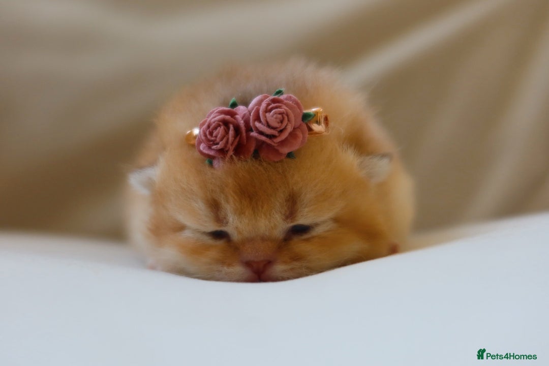 British Shorthair cats for sale: Golden Kittens - Ready December - Reg & Licensed - Image 7