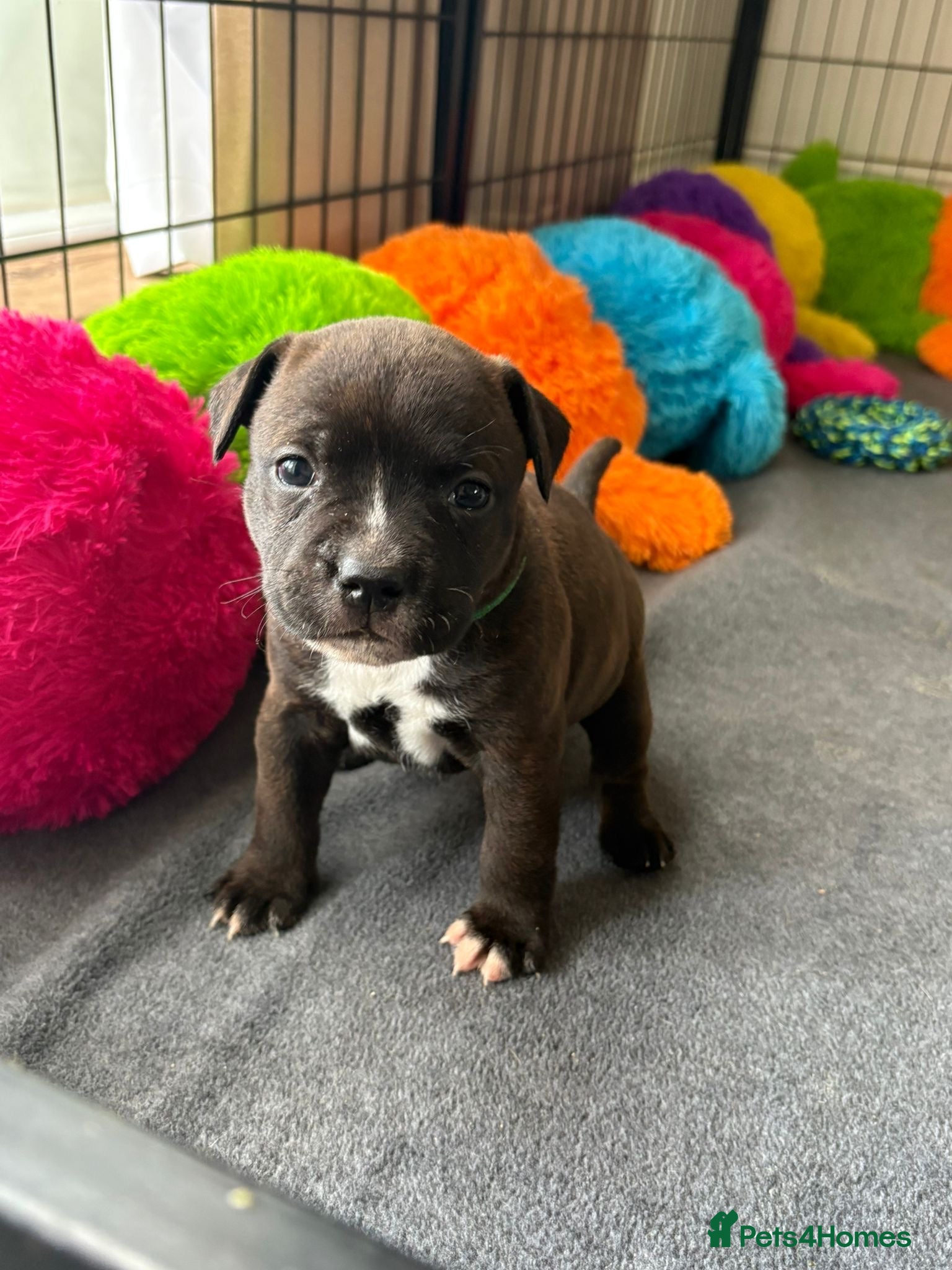 Staffordshire Bull Terrier dogs KC Brindle Staffordshire Bull Terriers - Advert 2