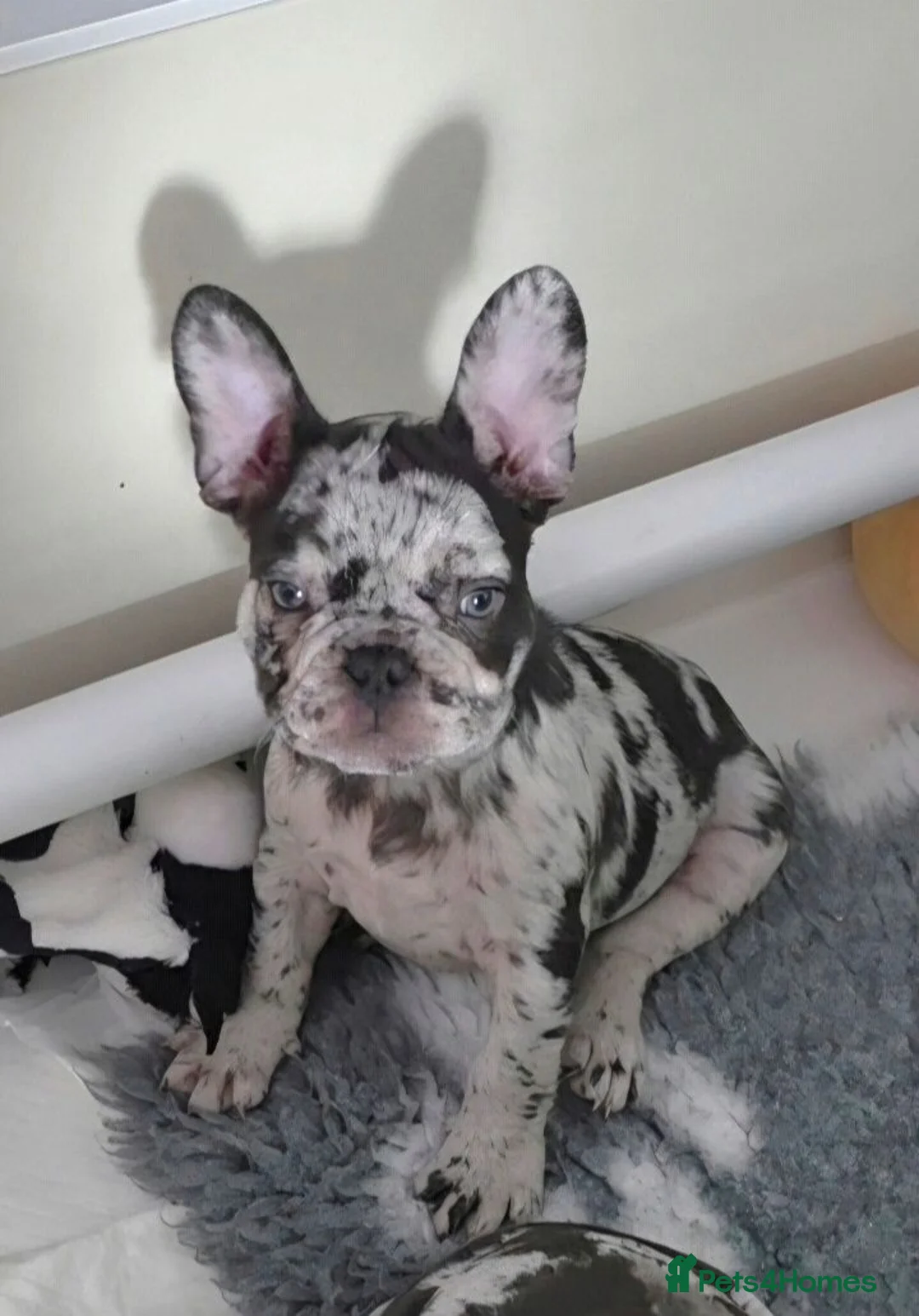 French Bulldog dogs for sale: Velvet Coats French Bulldog Pups ready to leave  - Advert 11