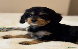 Cavapoo dogs for sale: Health-checked calm loving pups - Image 20