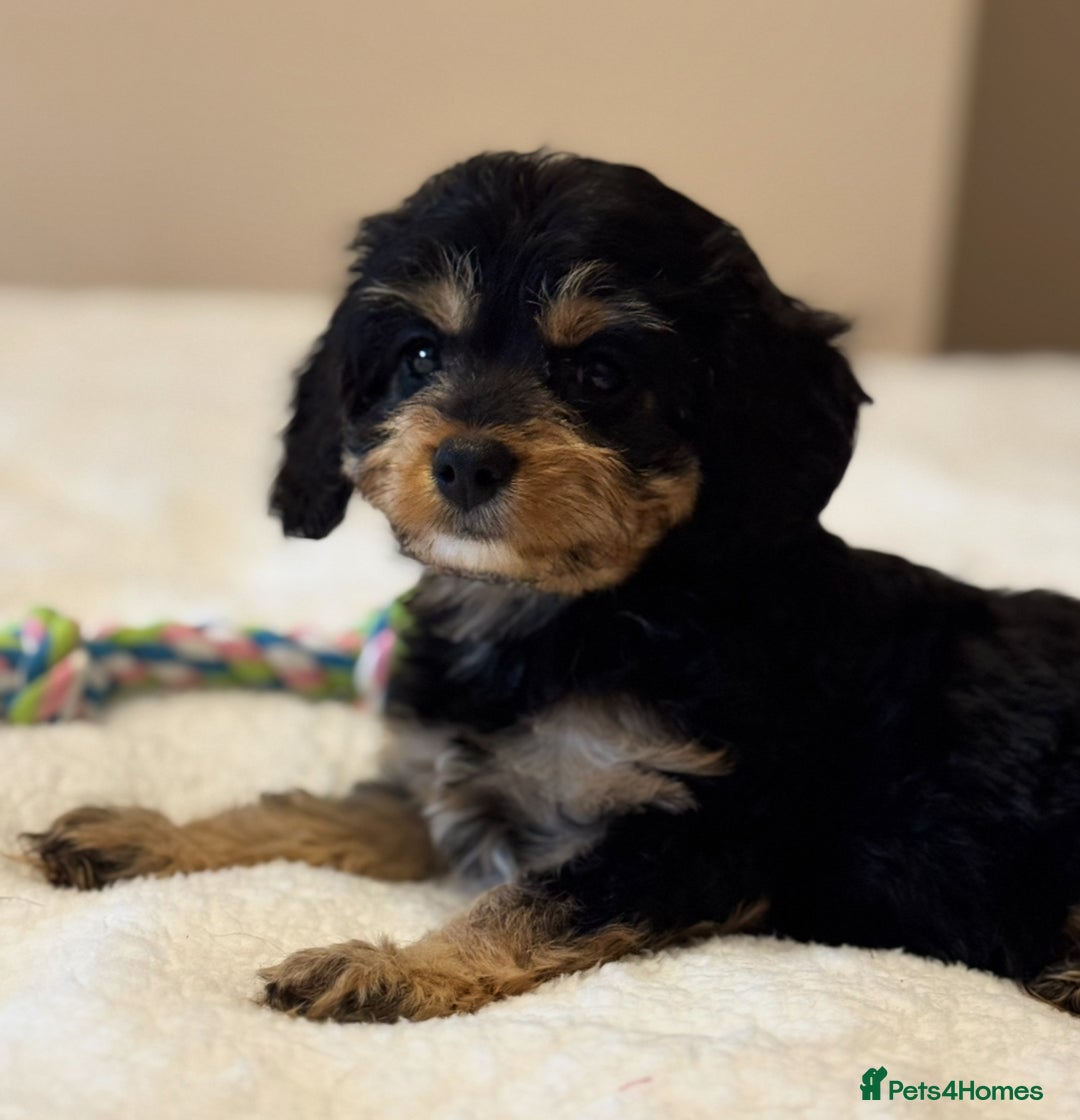 Cavapoo dogs for sale: Health-checked calm loving pups - Image 20