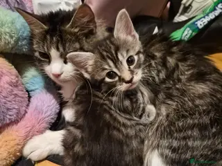 Mixed Breed cats Mix maincoon - Advert 2