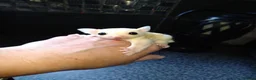 Sugar Glider rodents for sale: Stunning sugar gliders  - Advert 25