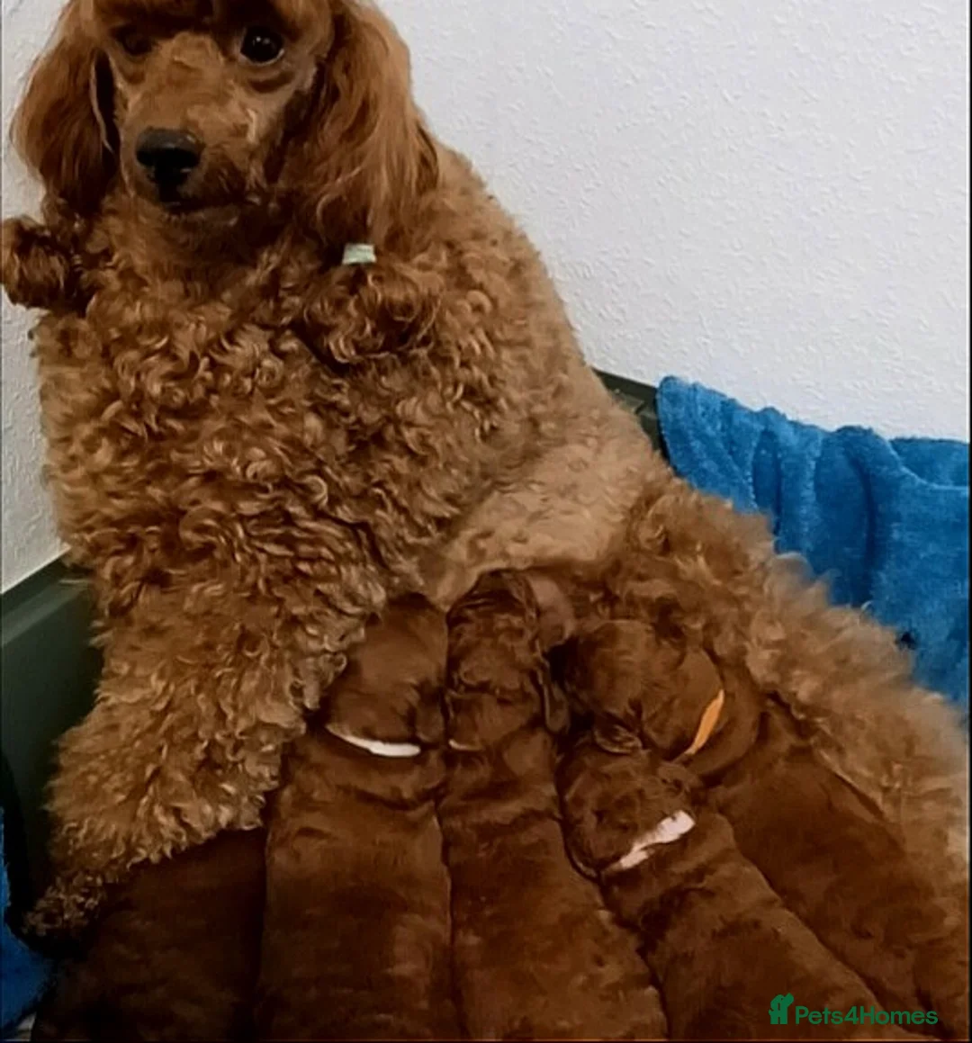 Miniature Poodle dogs for sale: ☆Quality KC Red Mini Poodles DNA Health Tested☆ - Advert 6