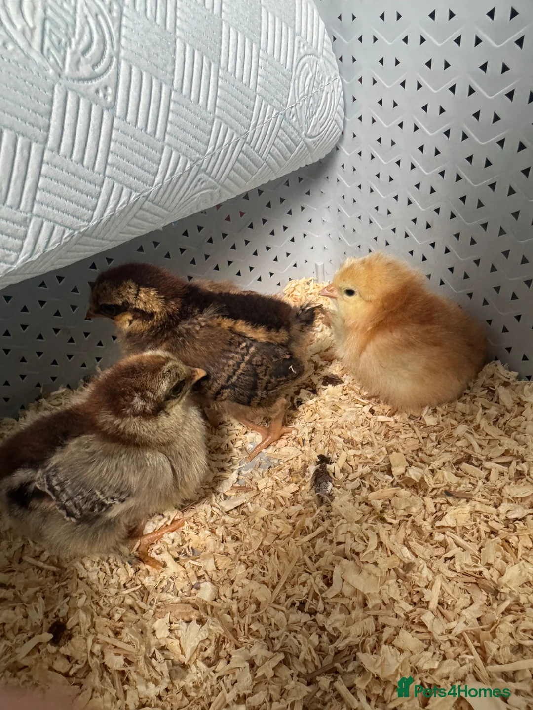 Chickens poultry for sale: Brahma and cream crested legbar chicks READY NOW - Advert 1