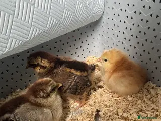 Chickens poultry Brahma and cream crested legbar chicks READY NOW - Advert 1