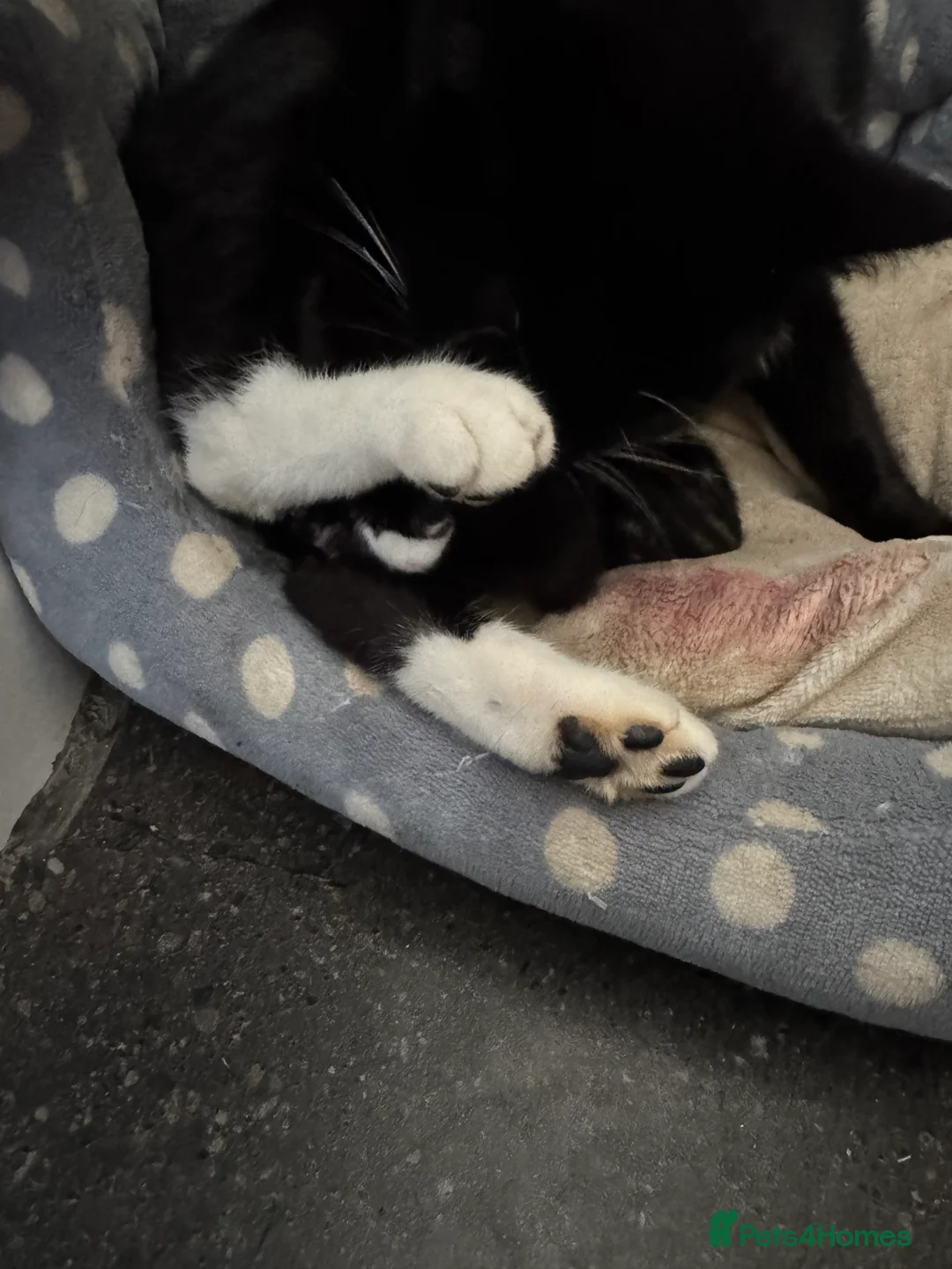 Mixed Breed cats for sale: 2 little kittens ready for their forever home - Advert 2
