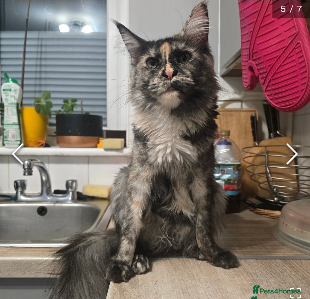 Maine Coon cats for sale: Ready now boys Mainecoon tica registered  - Image 23