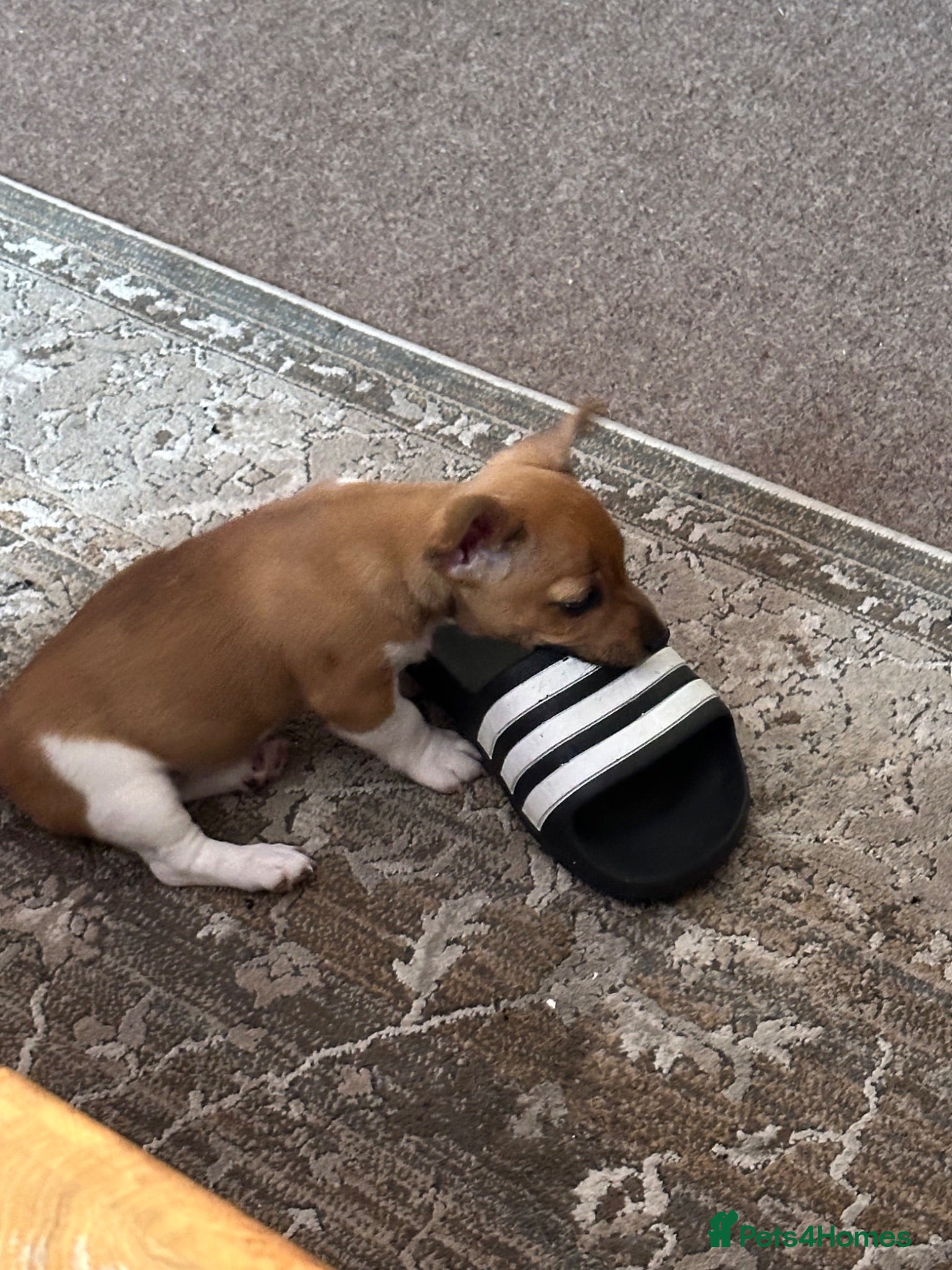 Jack Russell dogs Short Leg Jack Russell Terrier Puppies  - Advert 13