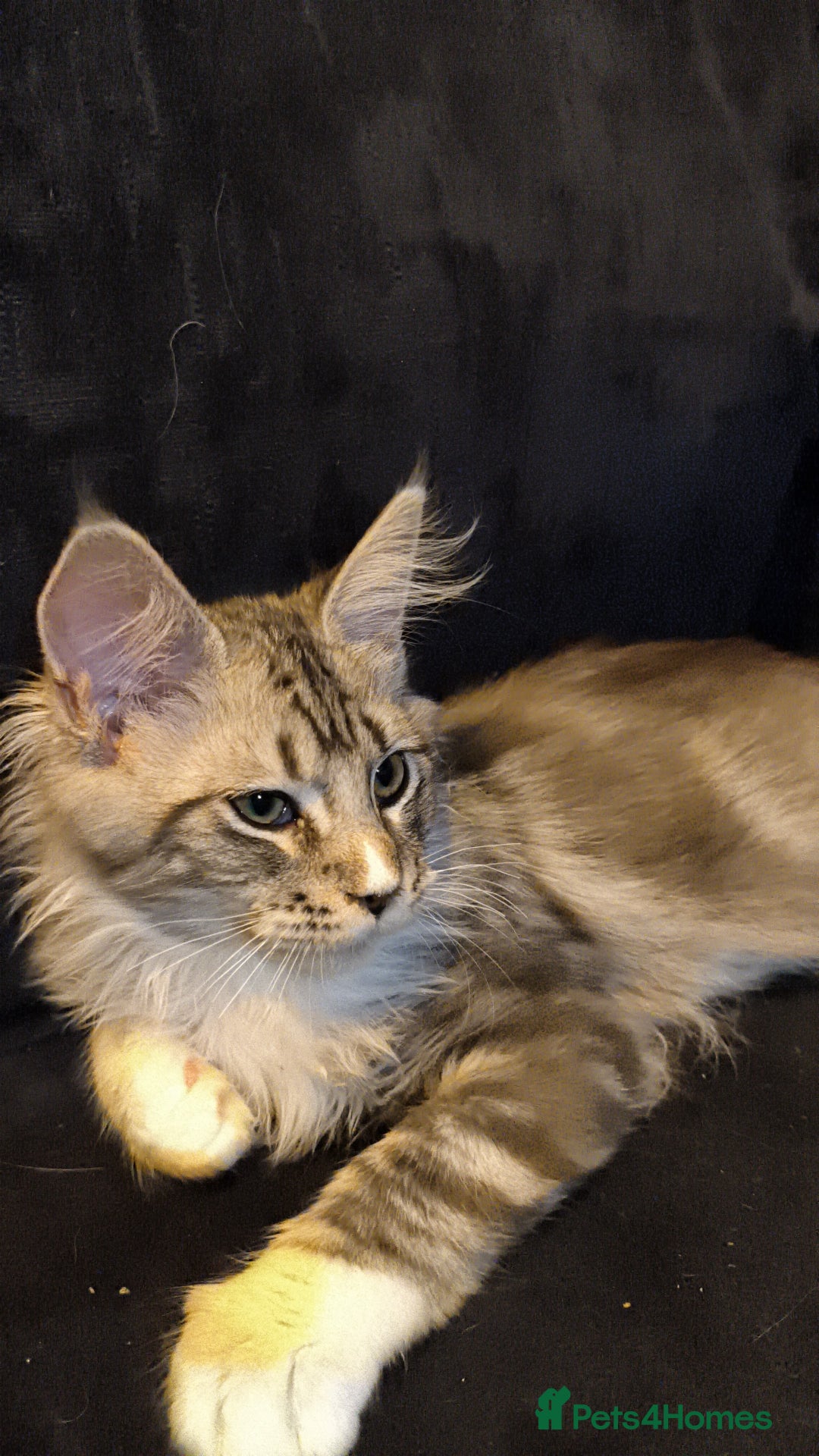 Maine Coon cats for sale: Striking Maine Coon girl - Advert 6