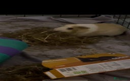 Guinea Pig rodents for sale: Bonded pair of female guinea pigs - Image 7