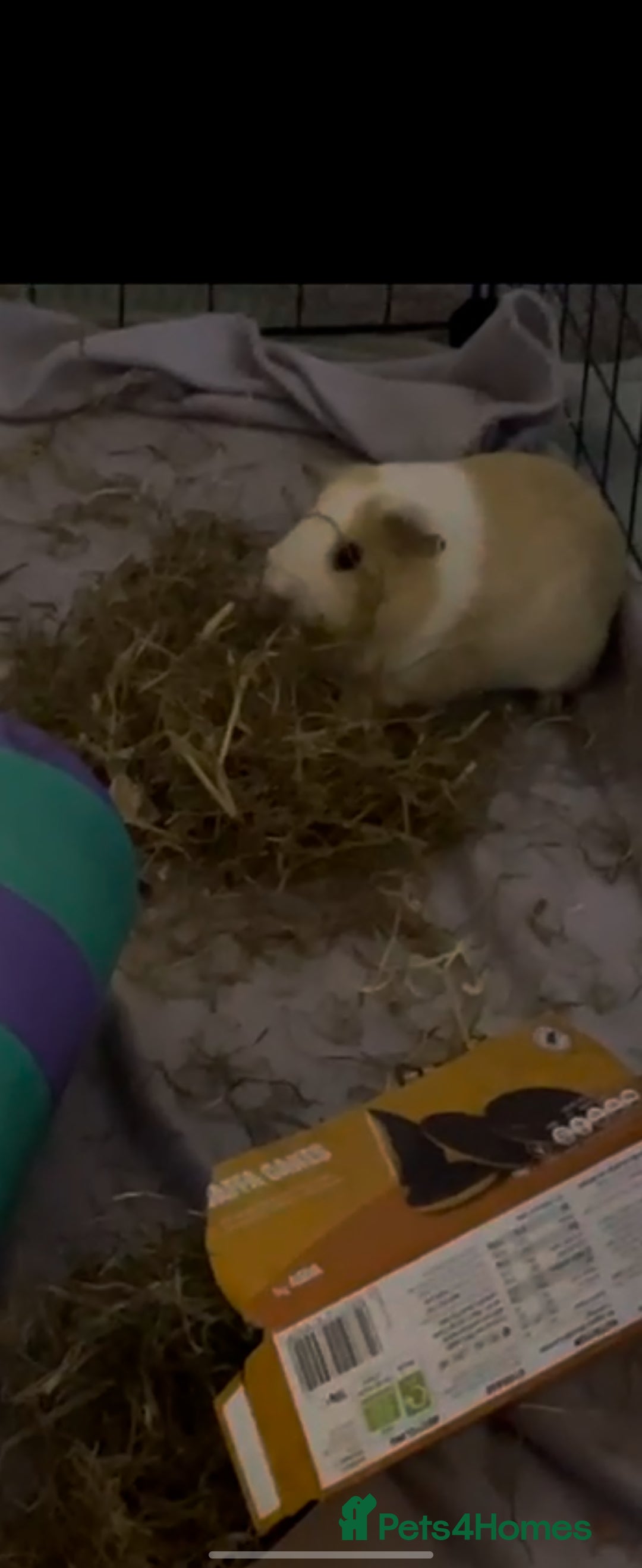 Guinea Pig rodents for sale: Bonded pair of female guinea pigs - Image 7