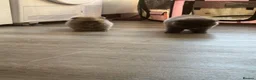 Pomeranian dogs for sale: Lilac Pomeranian Puppies - Advert 2