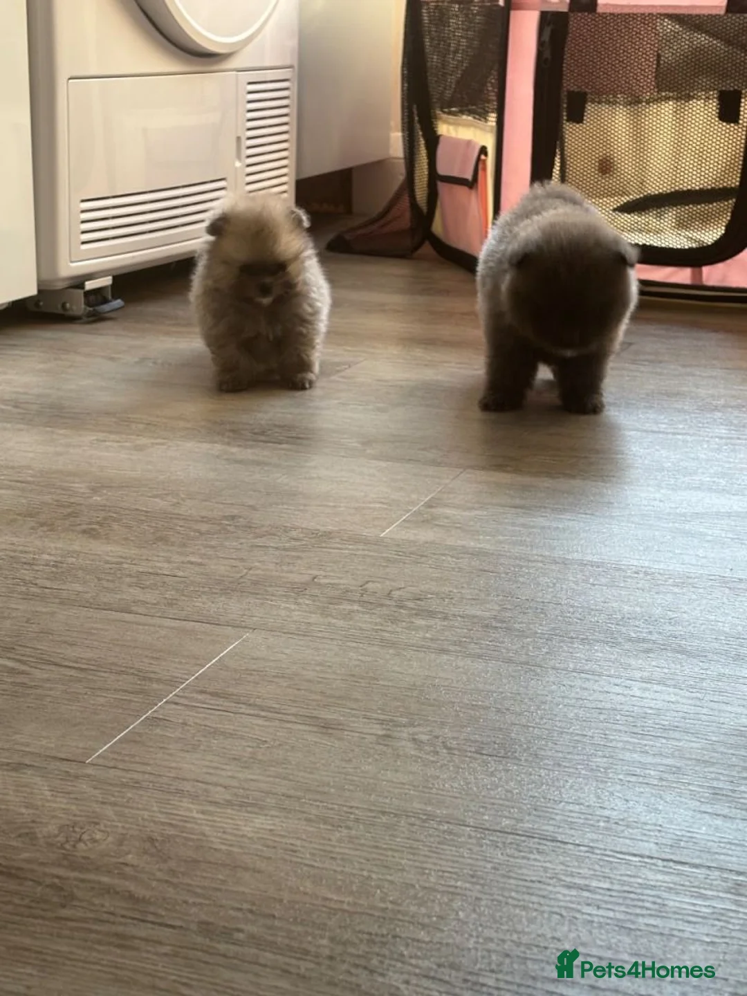 Pomeranian dogs for sale: Lilac Pomeranian Puppies - Advert 2