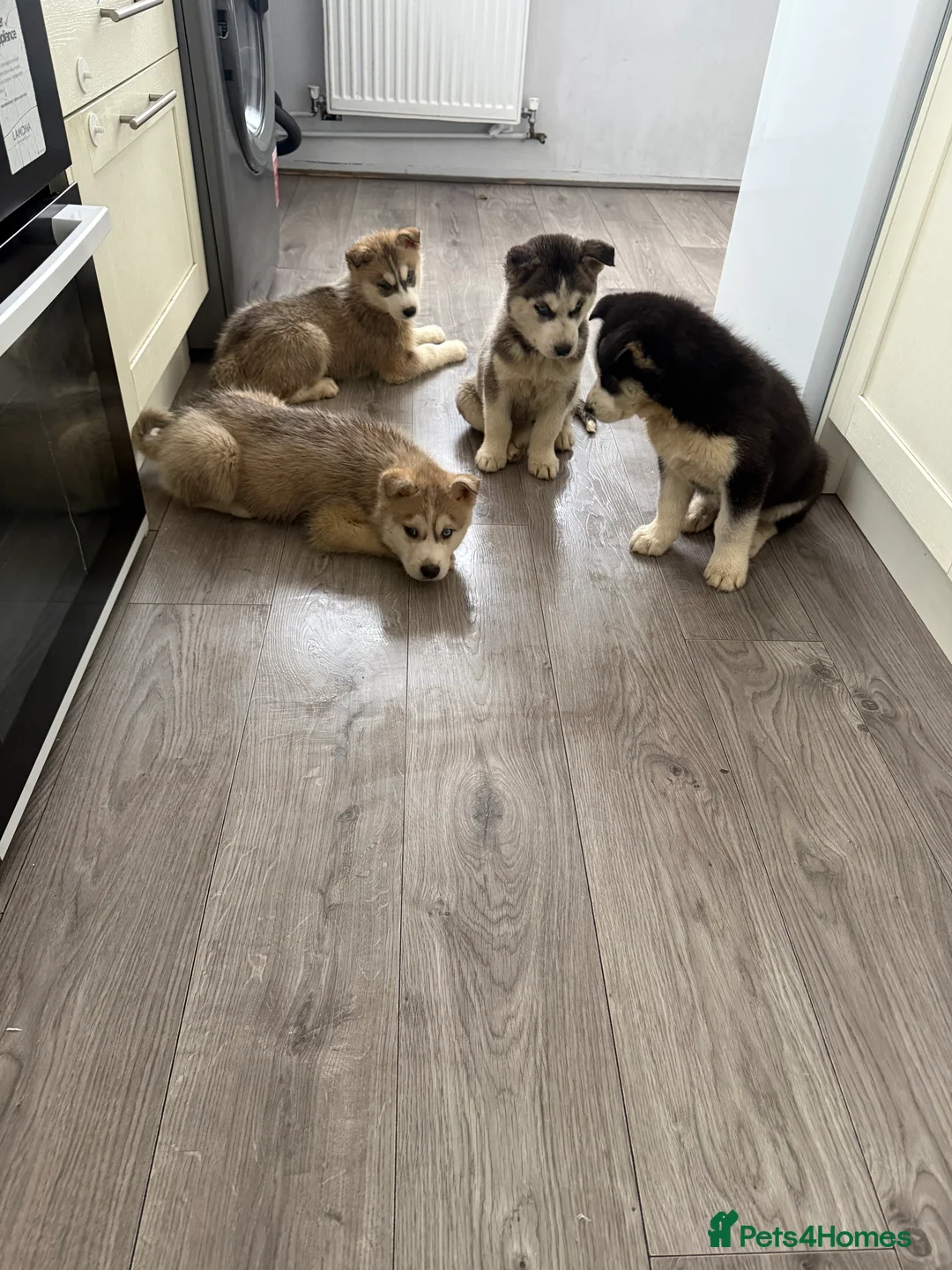 Siberian Husky dogs for sale: Puppies Siberian Huskies  - Advert 5