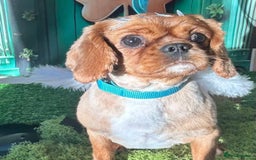 Cavalier King Charles Spaniel dogs for sale: Ruby girl for sale  - Image 1