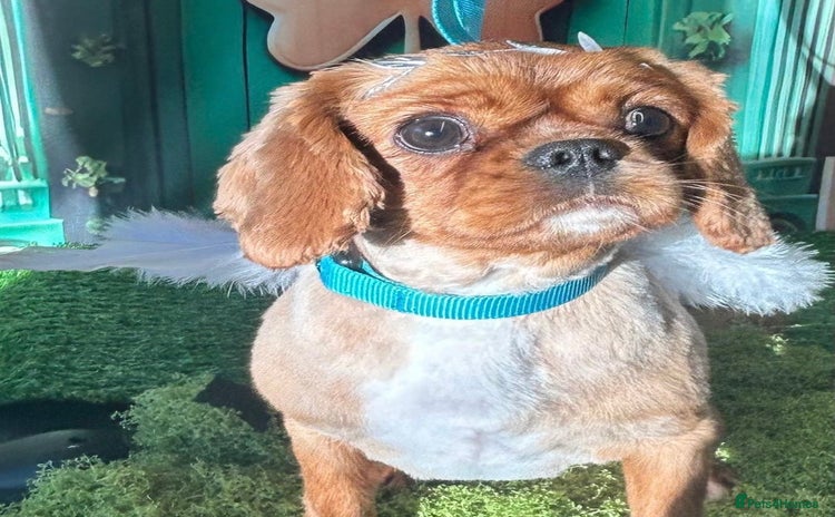 Cavalier King Charles Spaniel dogs - Advert 4