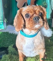 Cavalier King Charles Spaniel dogs - Advert 10