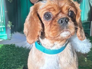 Cavalier King Charles Spaniel dogs - Advert 7