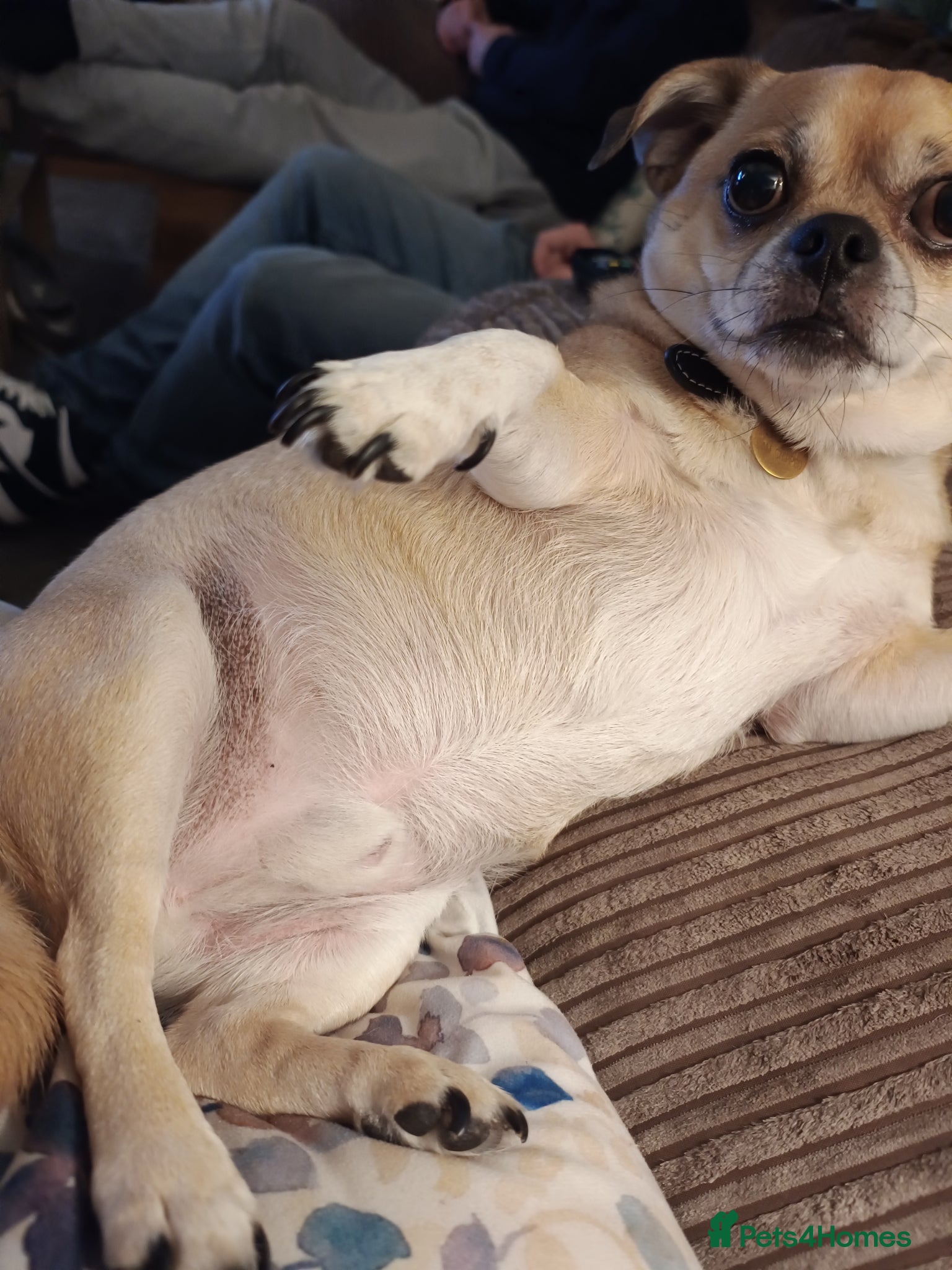 Chug dogs Chihuahua/Pug Cross - Advert 2