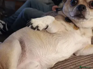 Chug dogs Chihuahua/Pug Cross - Advert 2