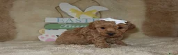 Maltipoo dogs for sale: Beautiful girl Maltipoo puppy’s 🐶  - Advert 32