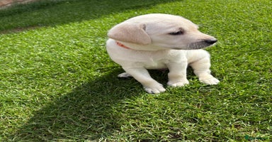 Labrador Retriever dogs - Advert 7
