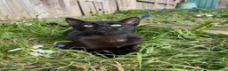 Mixed Breed cats for sale: Black & Grey Kittens Looking For Forever Homes - Advert 7
