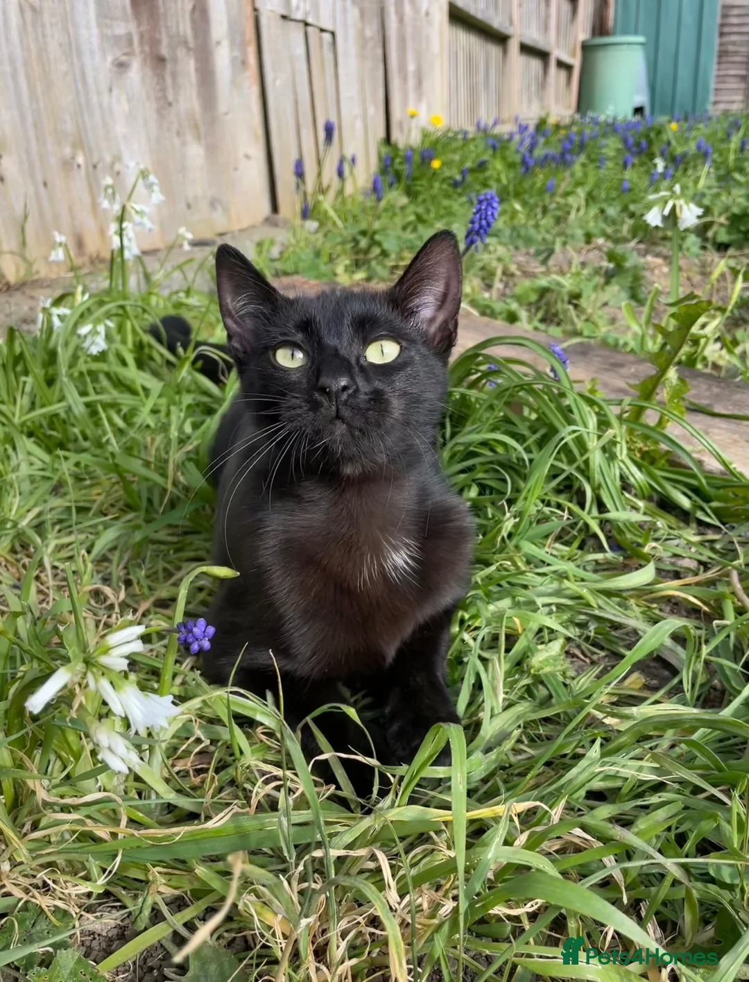 Mixed Breed cats for sale: Black & Grey Kittens Looking For Forever Homes - Advert 7