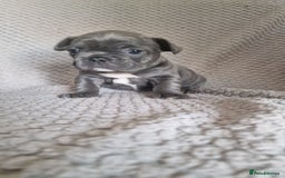 French Bulldog dogs for sale: French bulldog puppies  - Image 5
