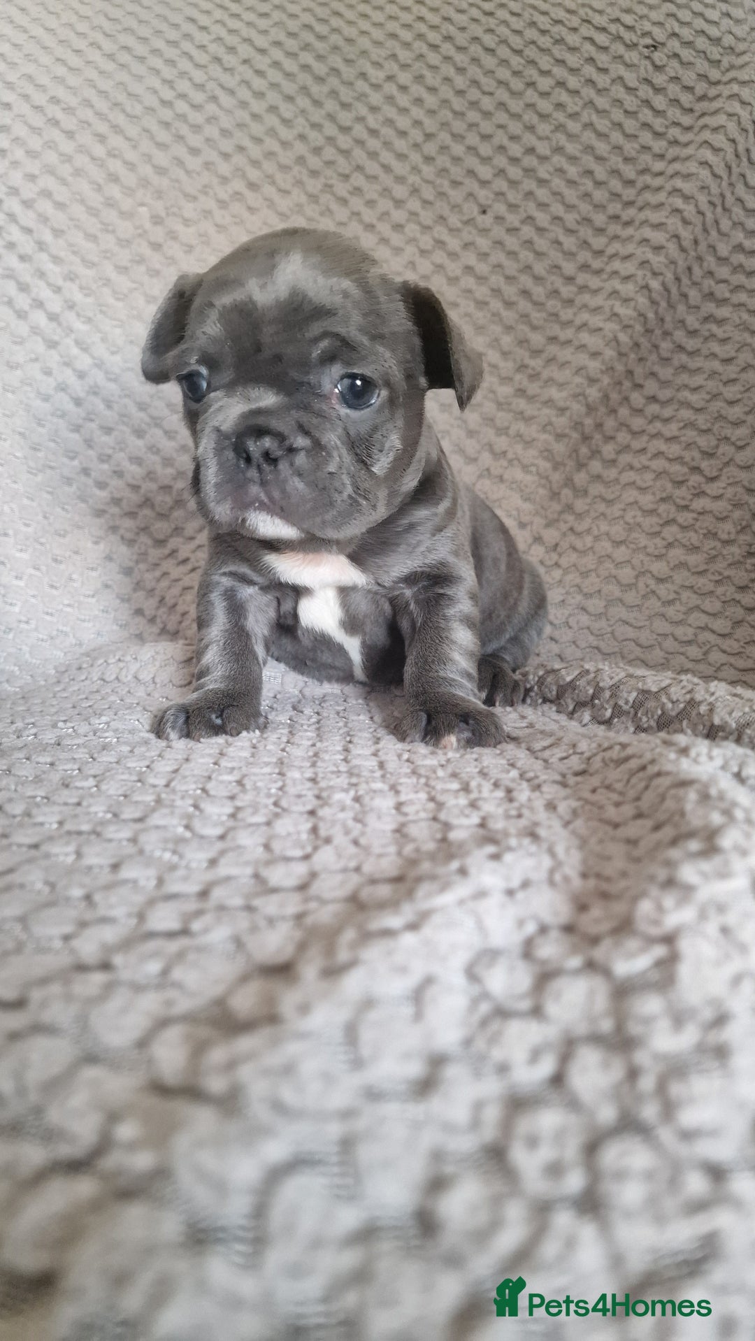 French Bulldog dogs for sale: French bulldog puppies  - Image 5