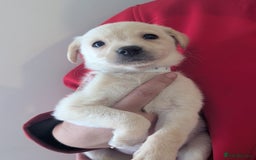 Labrador Retriever dogs for sale: KC Reg many Champion lines Drakeshead in pedigree  - Image 5