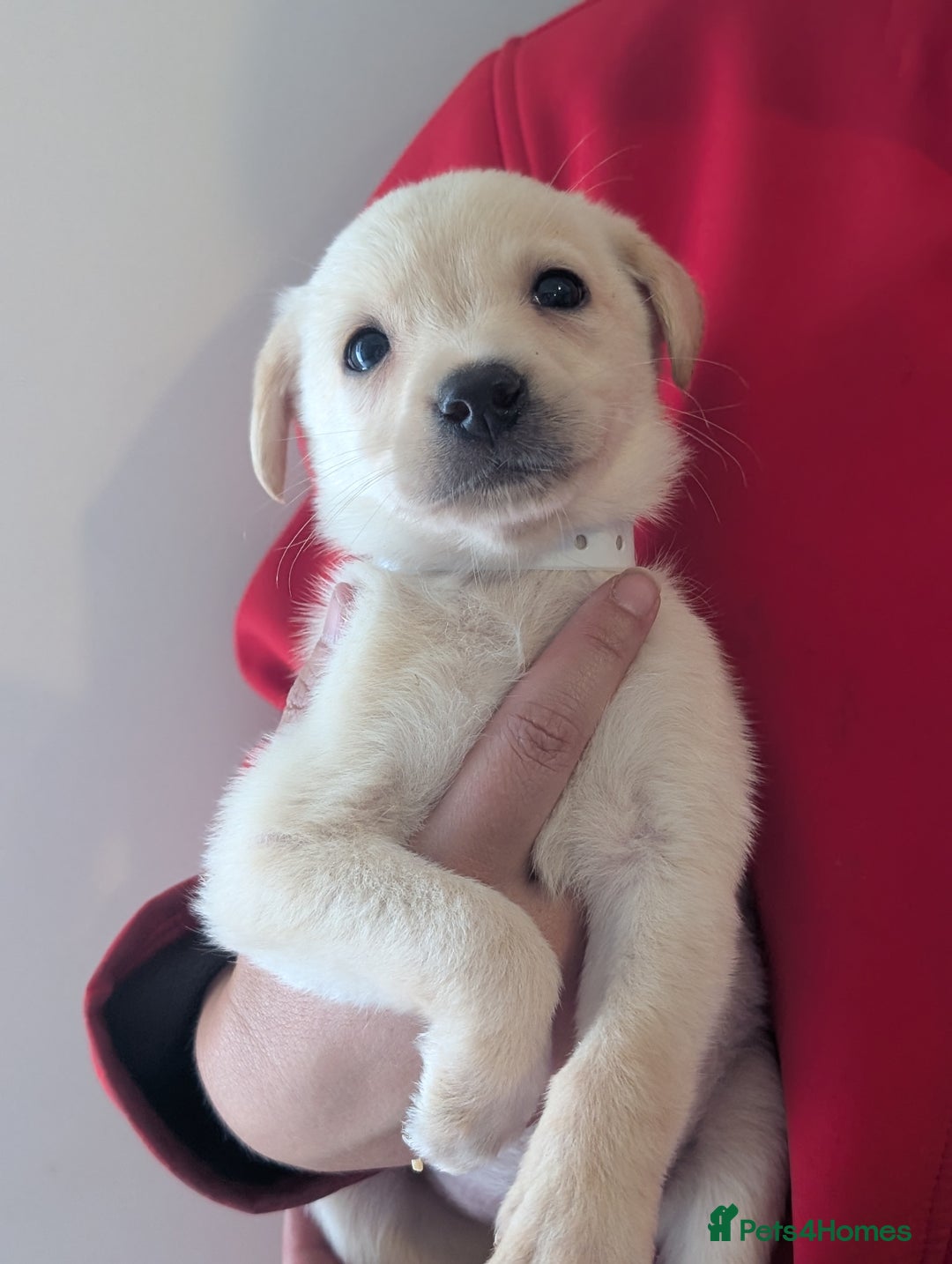 Labrador Retriever dogs for sale: KC Reg many Champion lines Drakeshead in pedigree  - Image 5