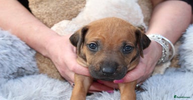 Rhodesian Ridgeback dogs - Advert 1