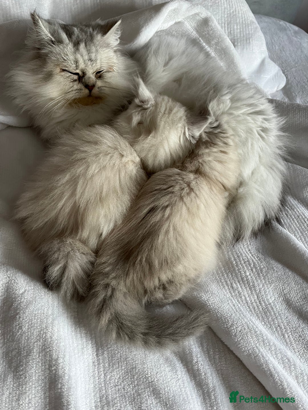 Persian cats for sale: 💕Simply Stunning PKD negative Persian Babies 💕 - Advert 8