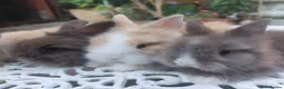 Lionhead rabbits for sale: PUREBRED DOUBLE/TEDDY LION HEAD BABIES  - Advert 3