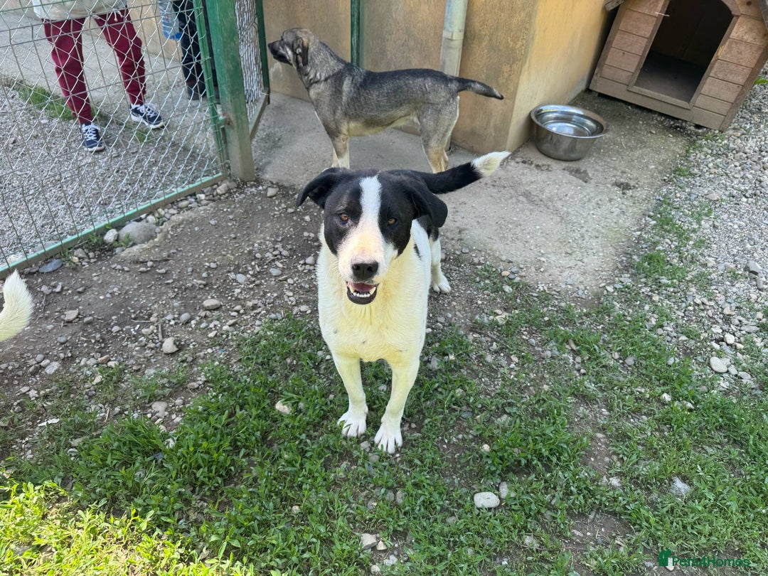 Mixed Breed dogs for adoption: LUCA – TWO YEARS WAITING FOR SOMEONE TO CARE 🐾 - Image 11