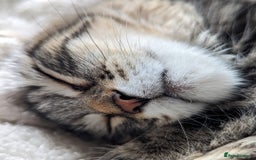 Maine Coon cats for sale: Beautiful maneicoon x siberian Kittens - Image 6