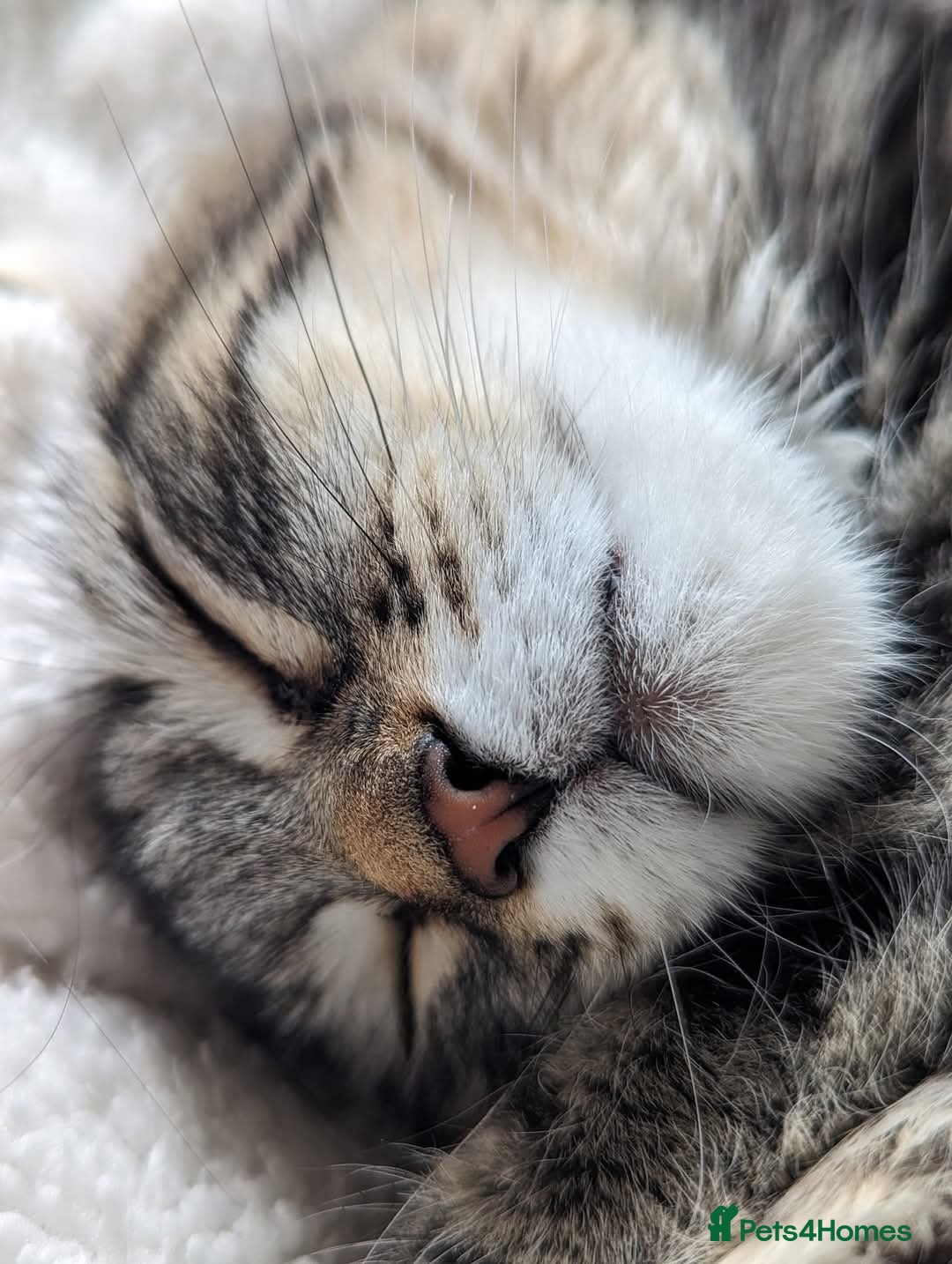 Maine Coon cats for sale: Beautiful maneicoon x siberian Kittens - Image 6