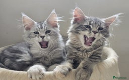 Maine Coon cats for sale: VARIOUS FULL PEDIGREE MAINE COON KITTENS FOR SALE in Rotherham - Image 2