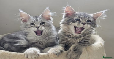 Maine Coon cats in Rotherham - Advert 6