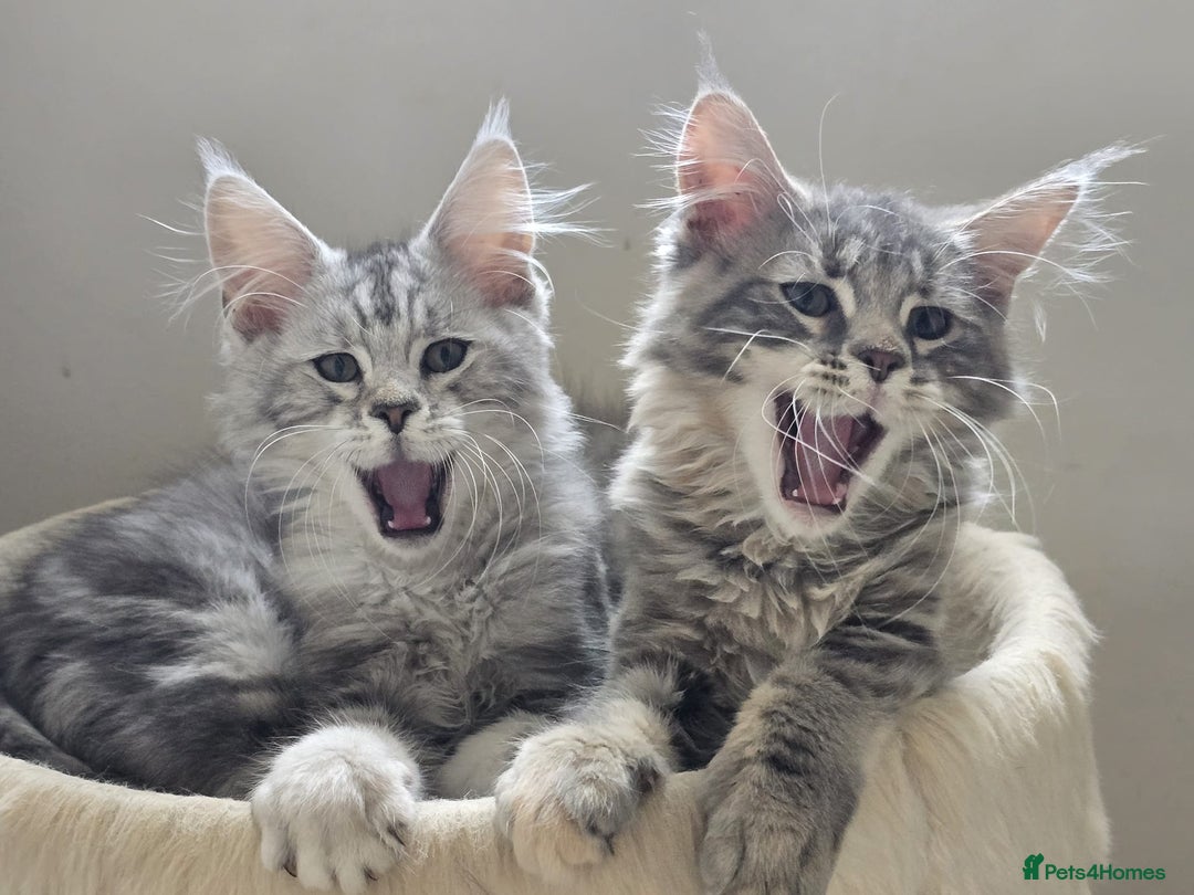 Maine Coon cats for sale: VARIOUS FULL PEDIGREE MAINE COON KITTENS FOR SALE in Rotherham - Image 2