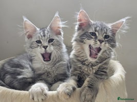 Maine Coon cats in Rotherham - Advert 2