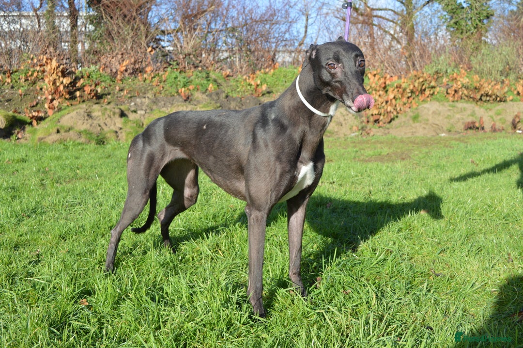 Greyhound dogs for sale: Retired Greyhounds for Rehoming  - Advert 4