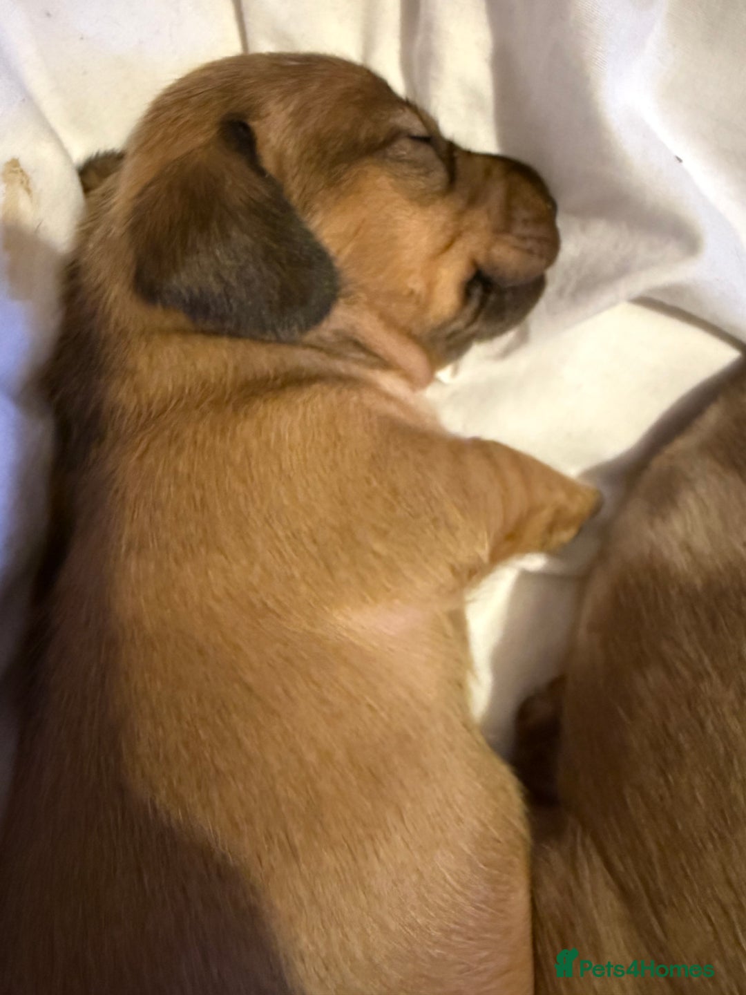 Miniature Dachshund dogs for sale: Four beautiful miniature dachshund  - Advert 9