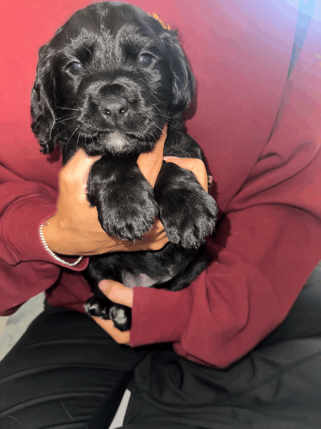 Cocker Spaniel dogs for sale: Working Cocker Spaniel Puppies - Image 3