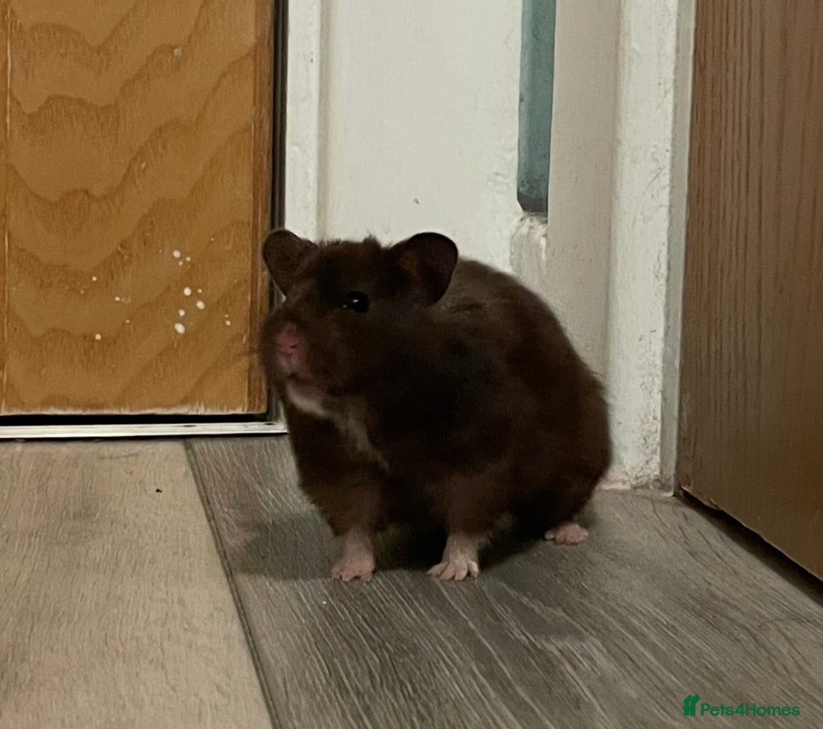 Hamster rodents Beautiful gentle Female Syrian Hamster with cage  - Advert 2