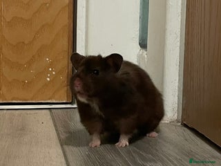 Hamster rodents Beautiful gentle Female Syrian Hamster with cage - Advert 2