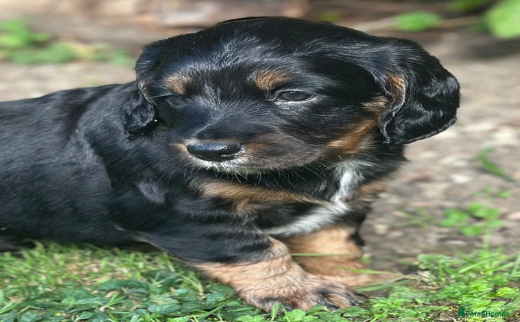 Cocker Spaniel dogs - Advert 1